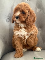 Cavapoo dogs - Advert 7