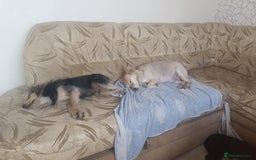 Mixed Breed dogs for adoption: 💖🐶 DOCHA 🐶💖 - Image 4