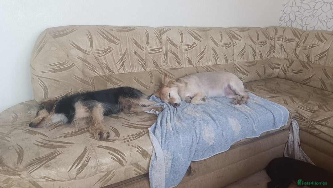 Mixed Breed dogs for adoption: 💖🐶 DOCHA 🐶💖 - Image 4