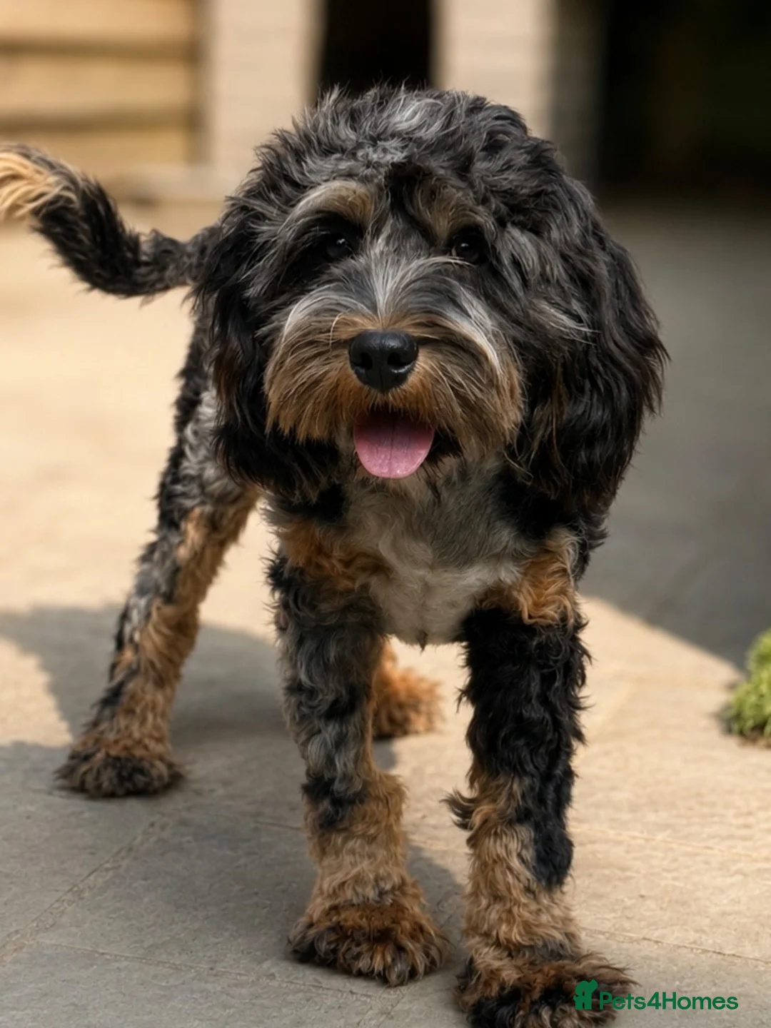 Cavapoo dogs for stud: Space Boy - Professional Stud Service - Advert 4