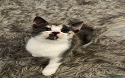 Norwegian Forest Cat cats for sale: Kittens with character  - Image 4