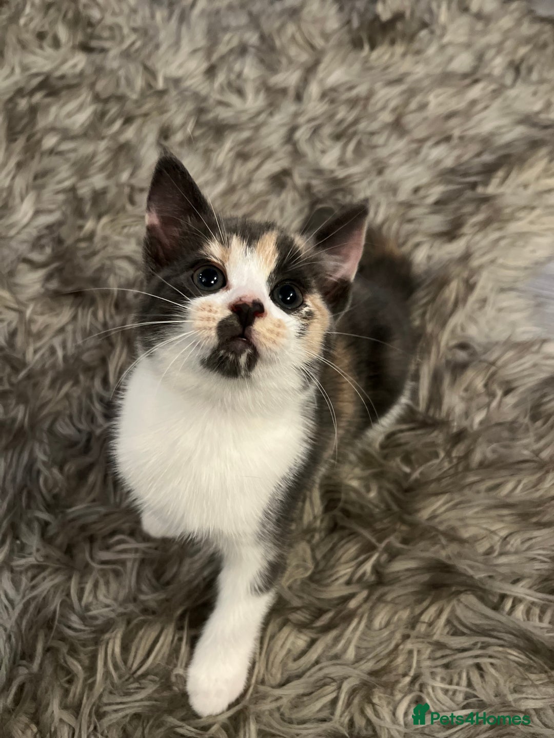 Norwegian Forest Cat cats for sale: Kittens with character  - Image 4