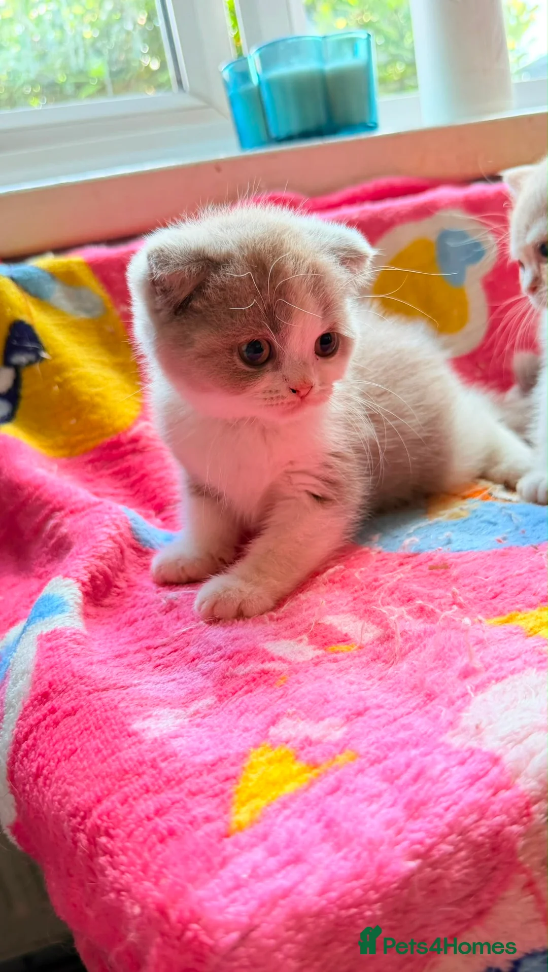 Scottish Fold cats for sale: Scottish fold kittens - Advert 2