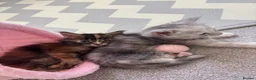Maine Coon cats for sale: Beautiful Maine Coon kittens looking for new home - Advert 6