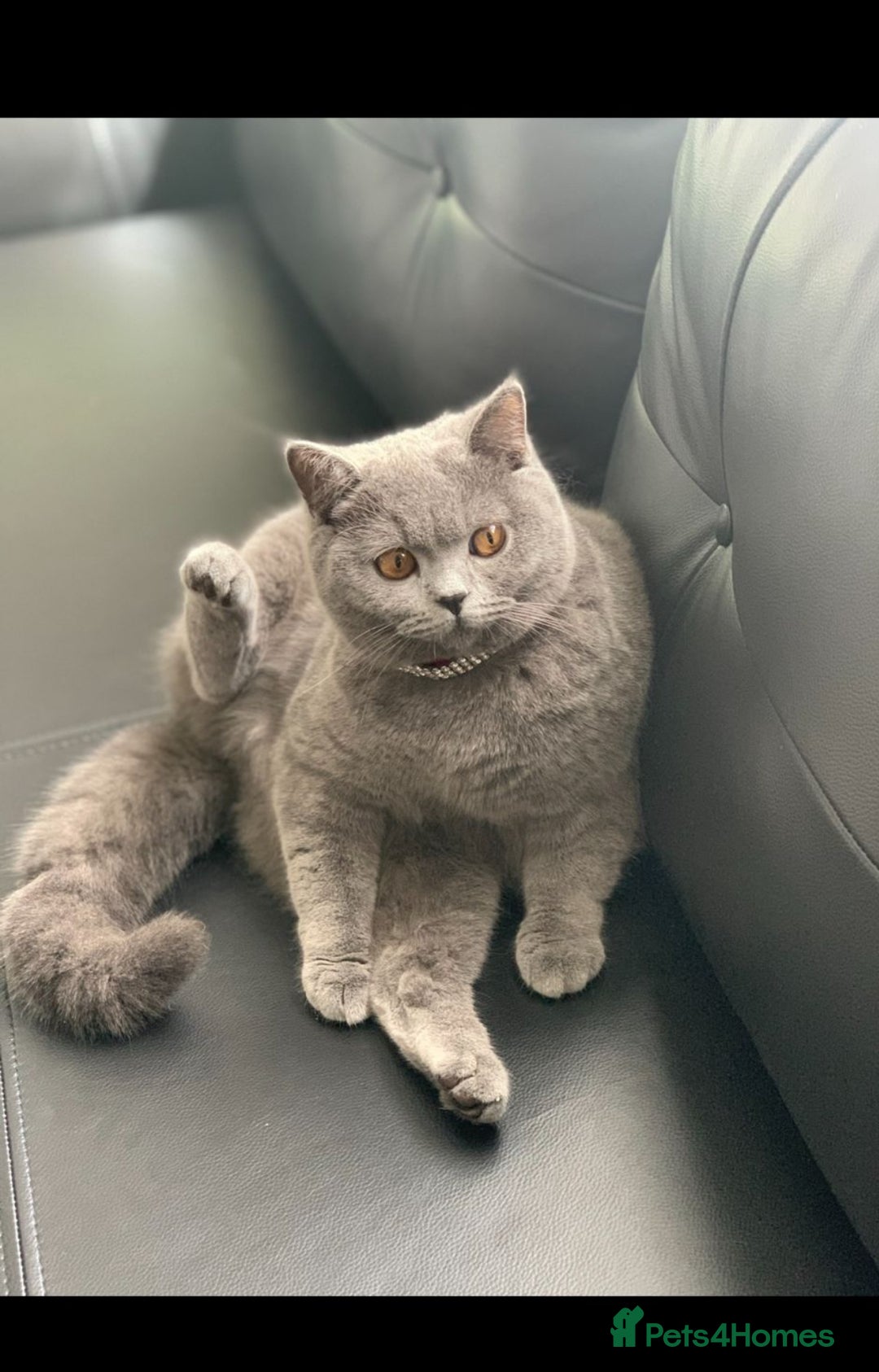 British Shorthair cats for sale: British shorthair kittens  - Image 5