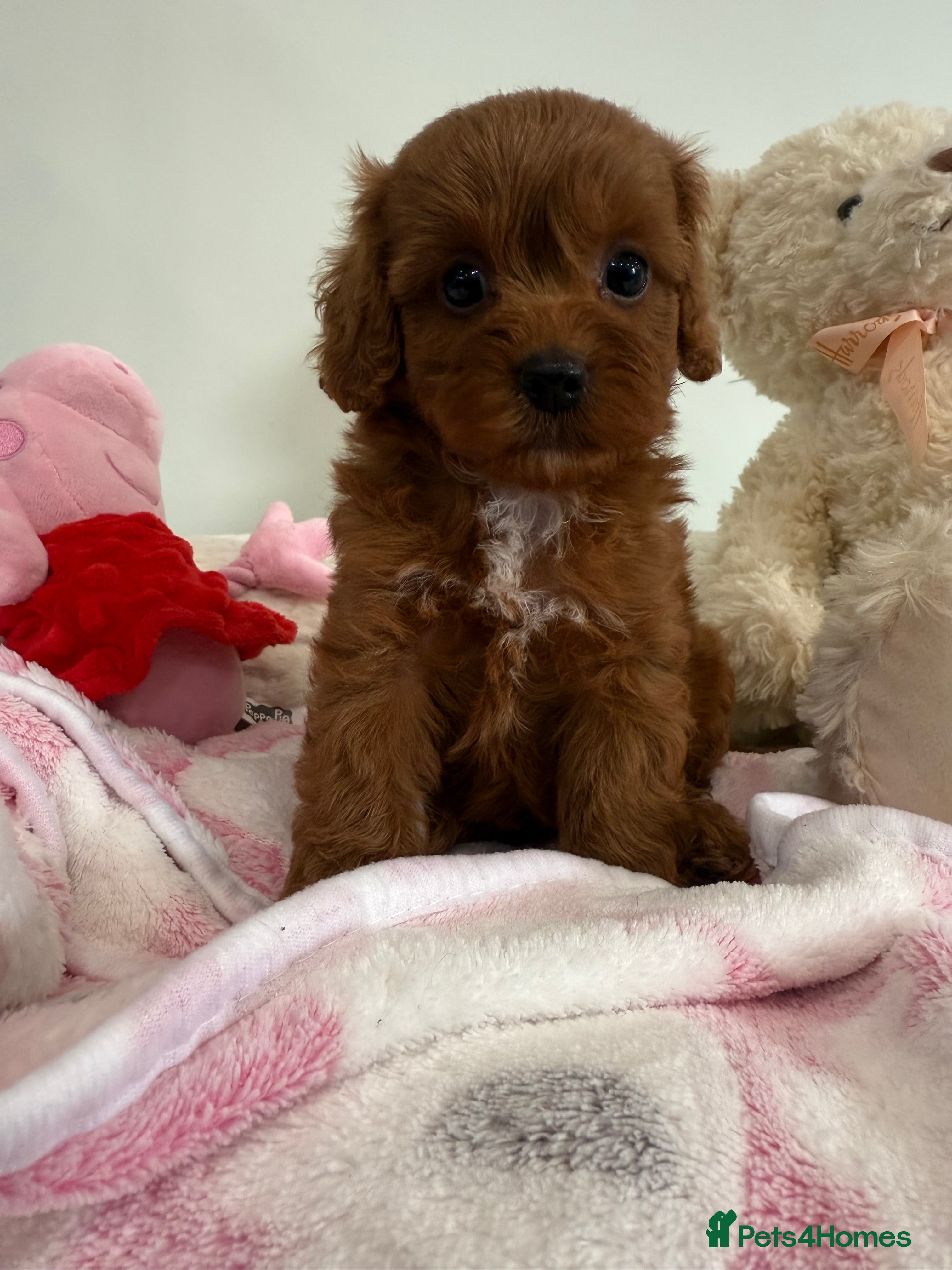 Cavapoo dogs New waitlist open. F1b Fully dna & health clear. - Advert 20