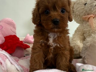 Cavapoo dogs New waitlist open. F1b Fully dna & health clear. - Advert 15