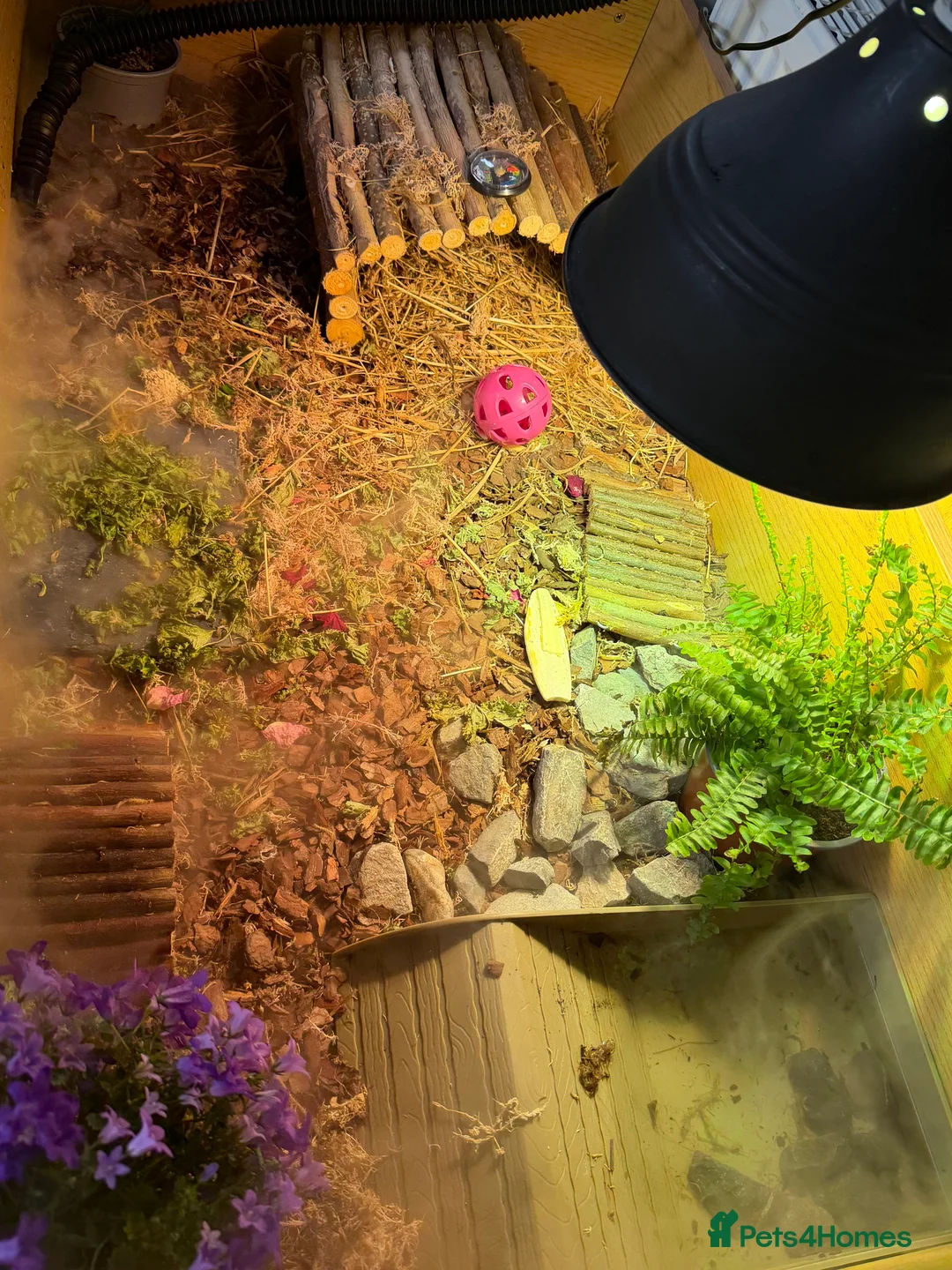 Tortoise reptiles for sale: Red foot tortoise  - Advert 2