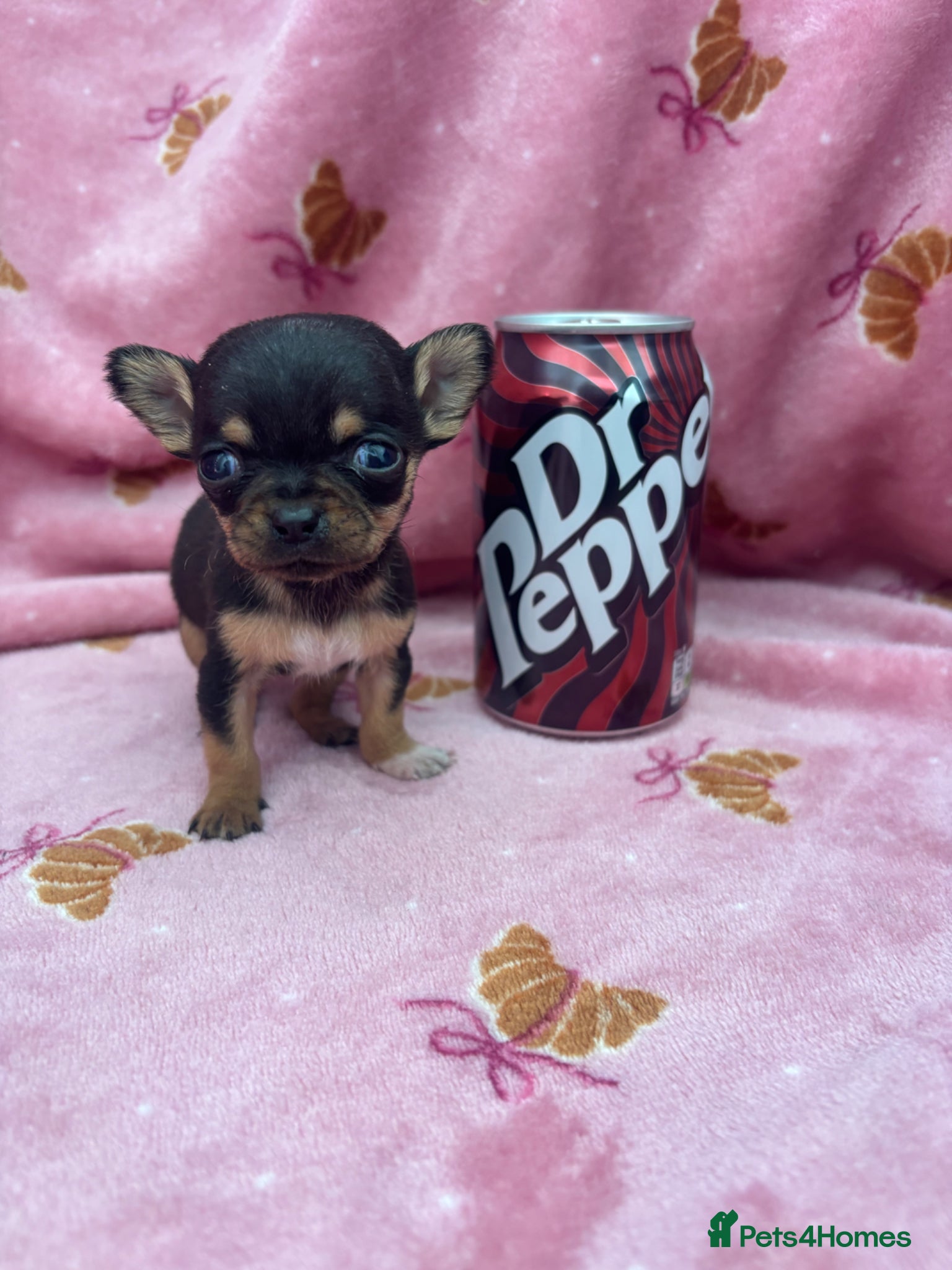 Chihuahua dogs Chihuahua puppy’s  - Advert 17