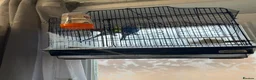 Budgerigars birds for sale: Budgerigars and cage - Advert 8