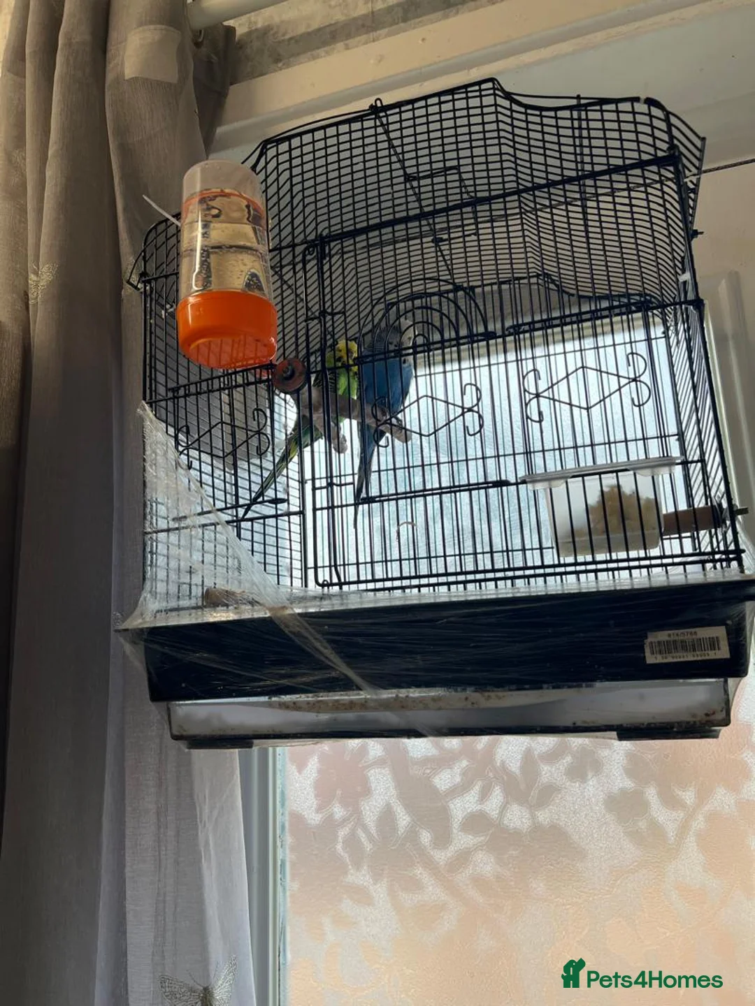 Budgerigars birds for sale: Budgerigars and cage - Advert 8