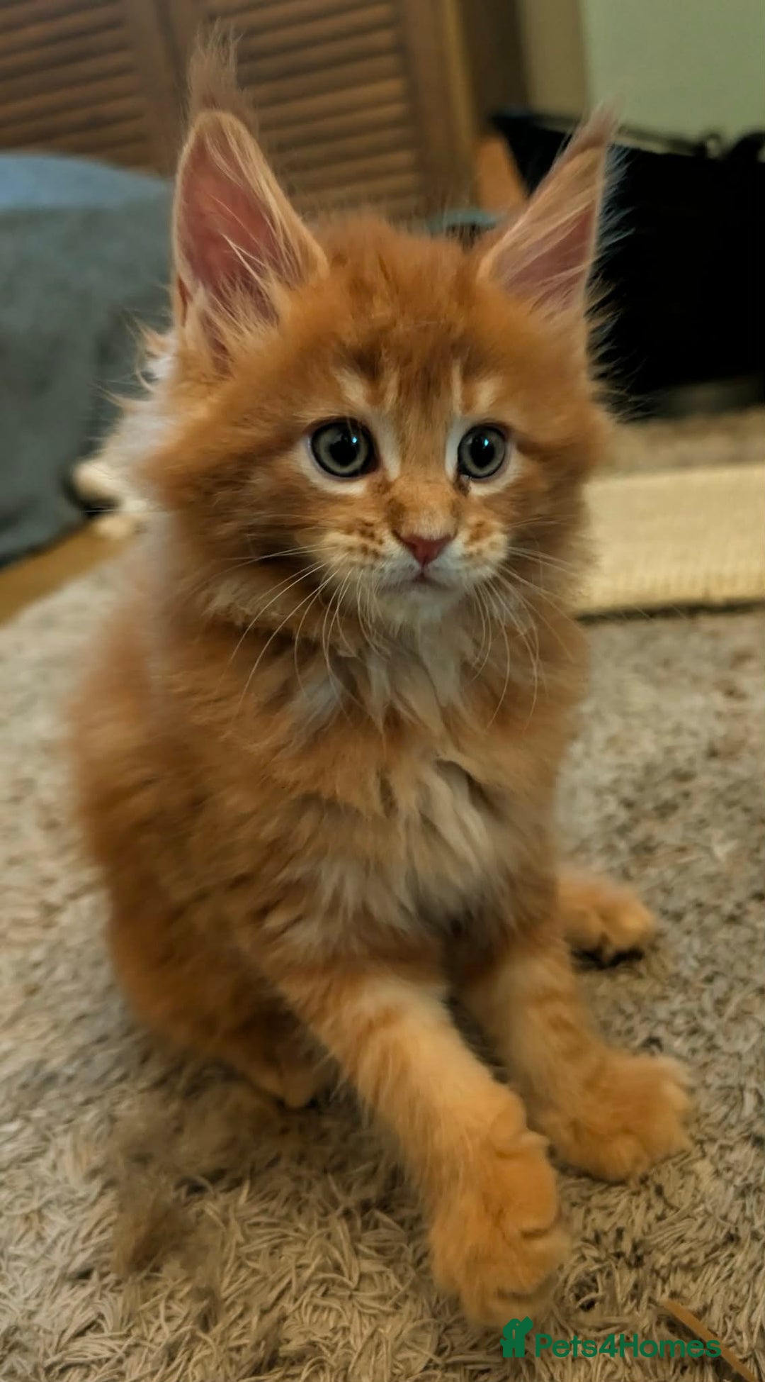 Maine Coon cats for sale: Stunning maine coon kittens  - Advert 12