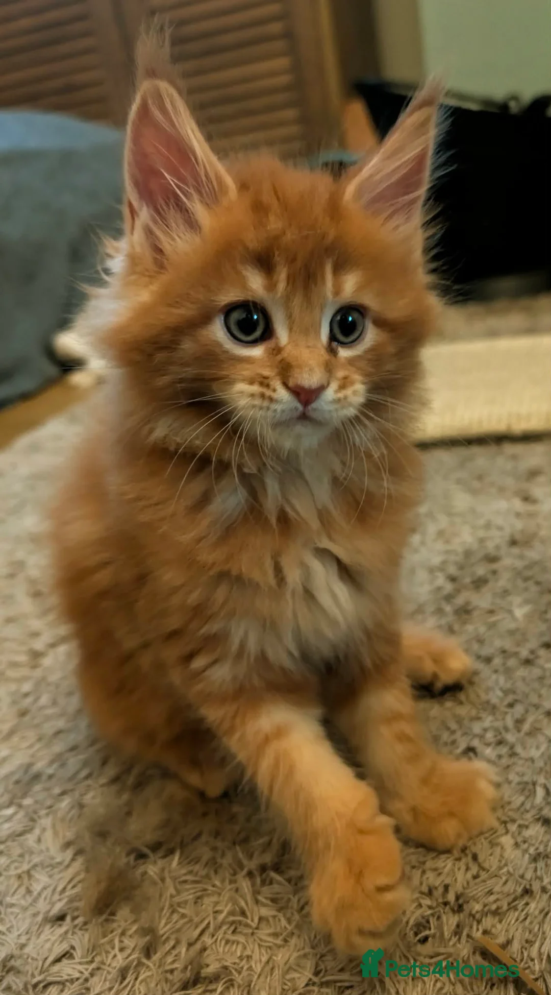 Maine Coon cats for sale: Stunning maine coon kittens  - Advert 12