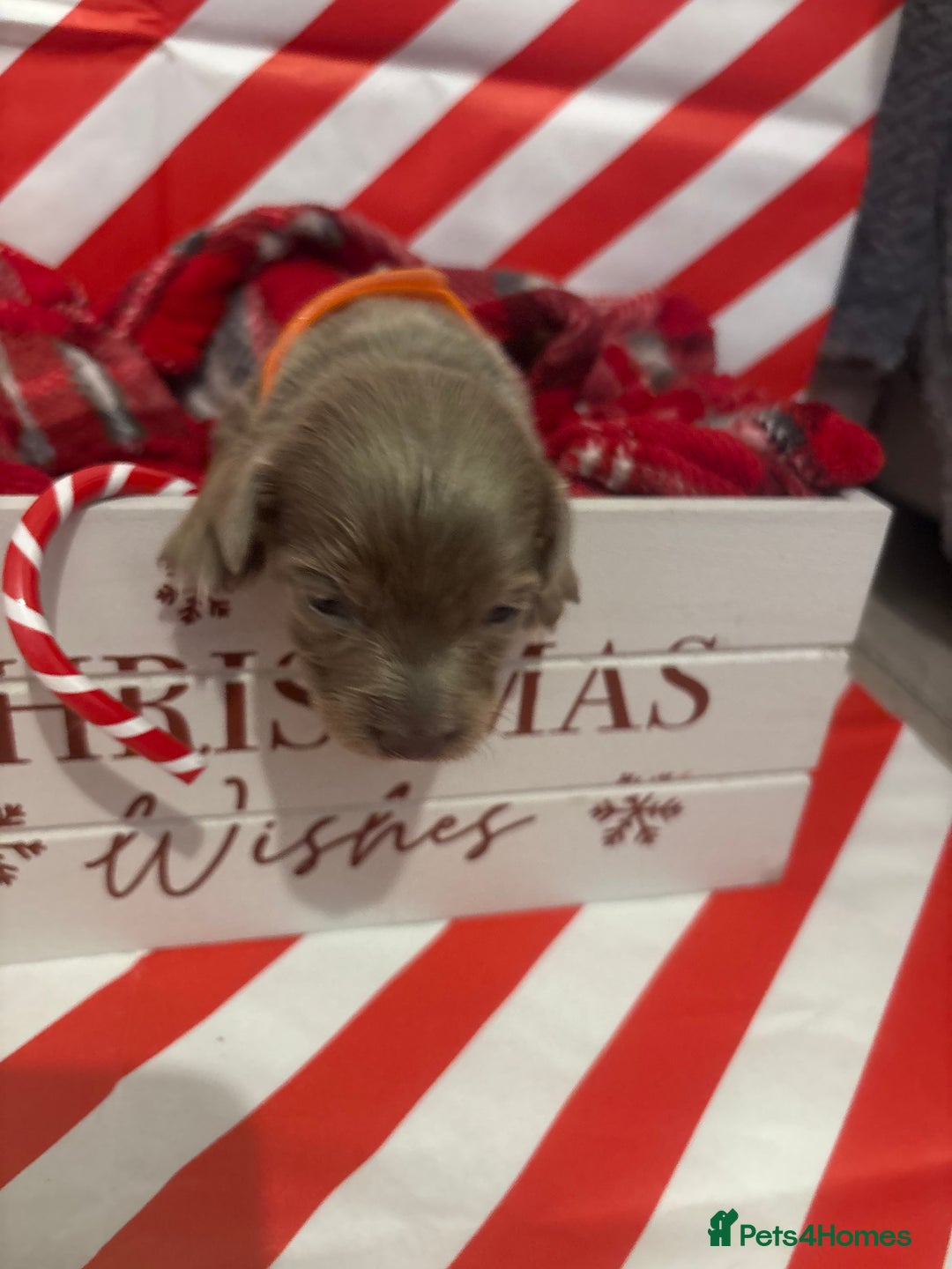 Chiweenie dogs for sale: Cheweenie - Image 13