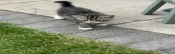 Mixed Breed cats for sale: 3 gorgeous kittens ready to leave to forever homes in Reading - Advert 7