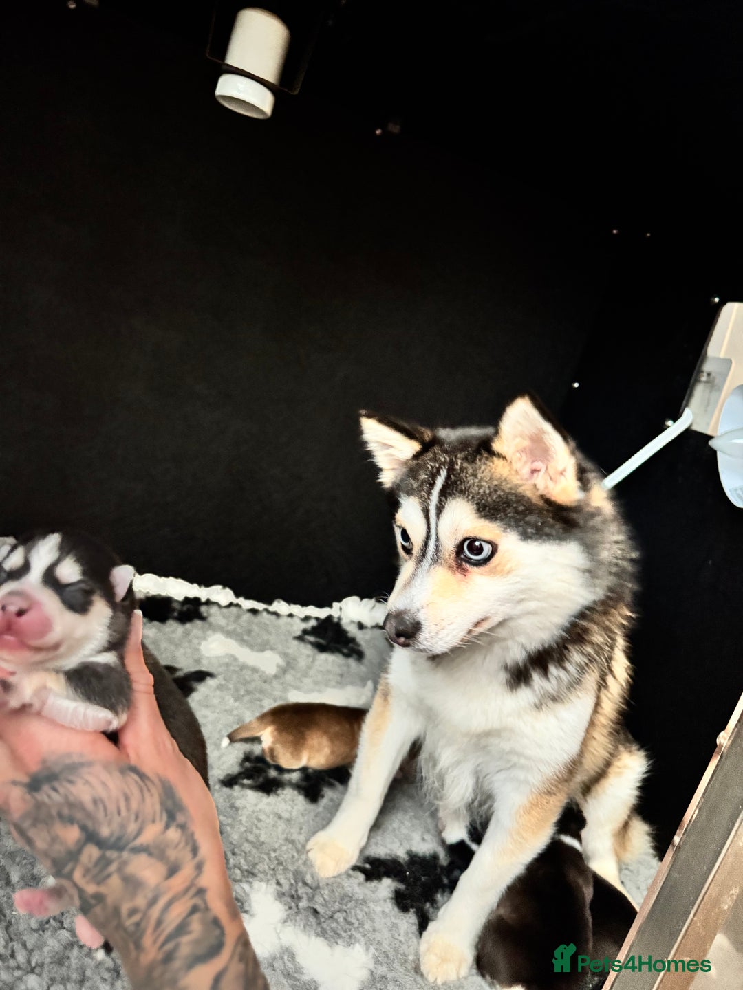 Pomsky dogs for sale: Lilac sired F2 masked Pomsky blue eyes  - Image 12