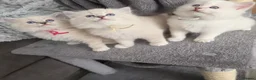 Ragdoll cats for sale: 🩷TICA registered Ragdolls🩷 - Advert 18