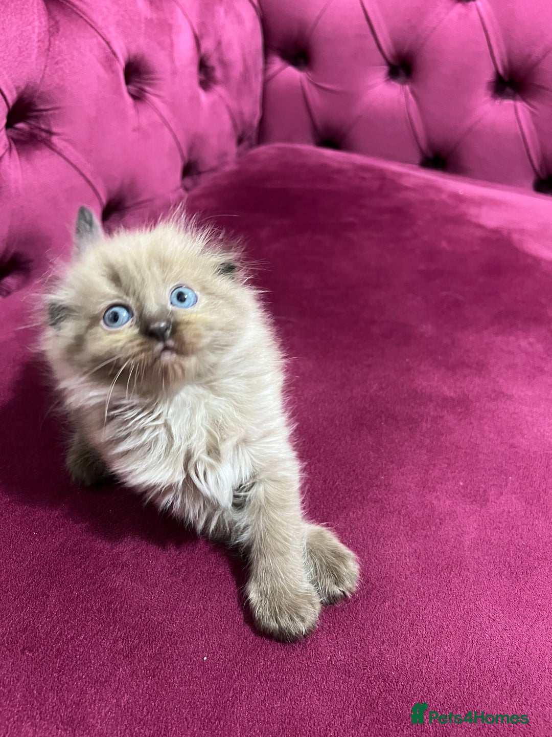 Scottish Fold cats for sale: Beautiful Scottish fold🌹☺️ - Advert 19