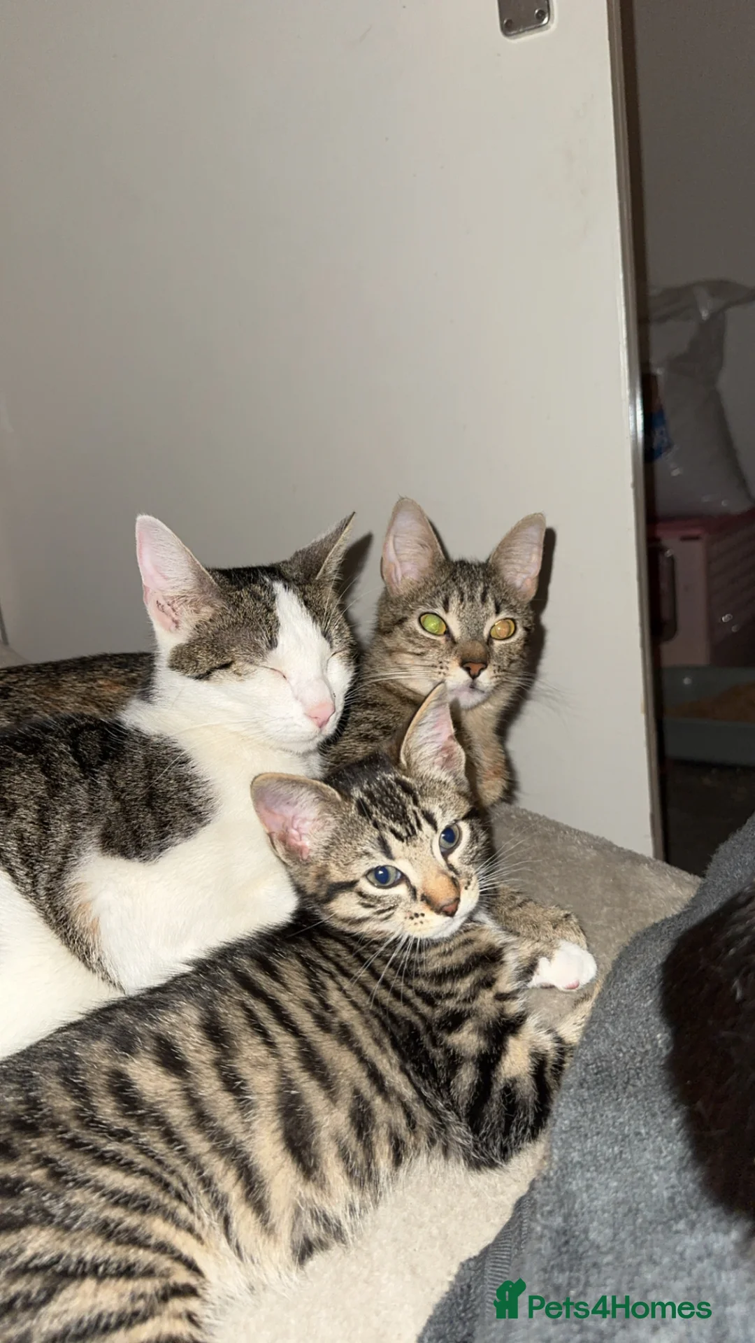 Mixed Breed cats for sale: Patch - Advert 2