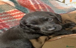 Cocker Spaniel dogs for sale: Cocker spaniel puppies - Advert 8