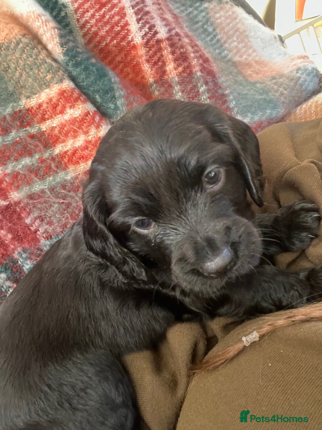 Cocker Spaniel dogs for sale: Cocker spaniel puppies - Advert 8