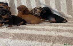Miniature Dachshund dogs for sale: Beautiful Dachunds ready now  - Image 15