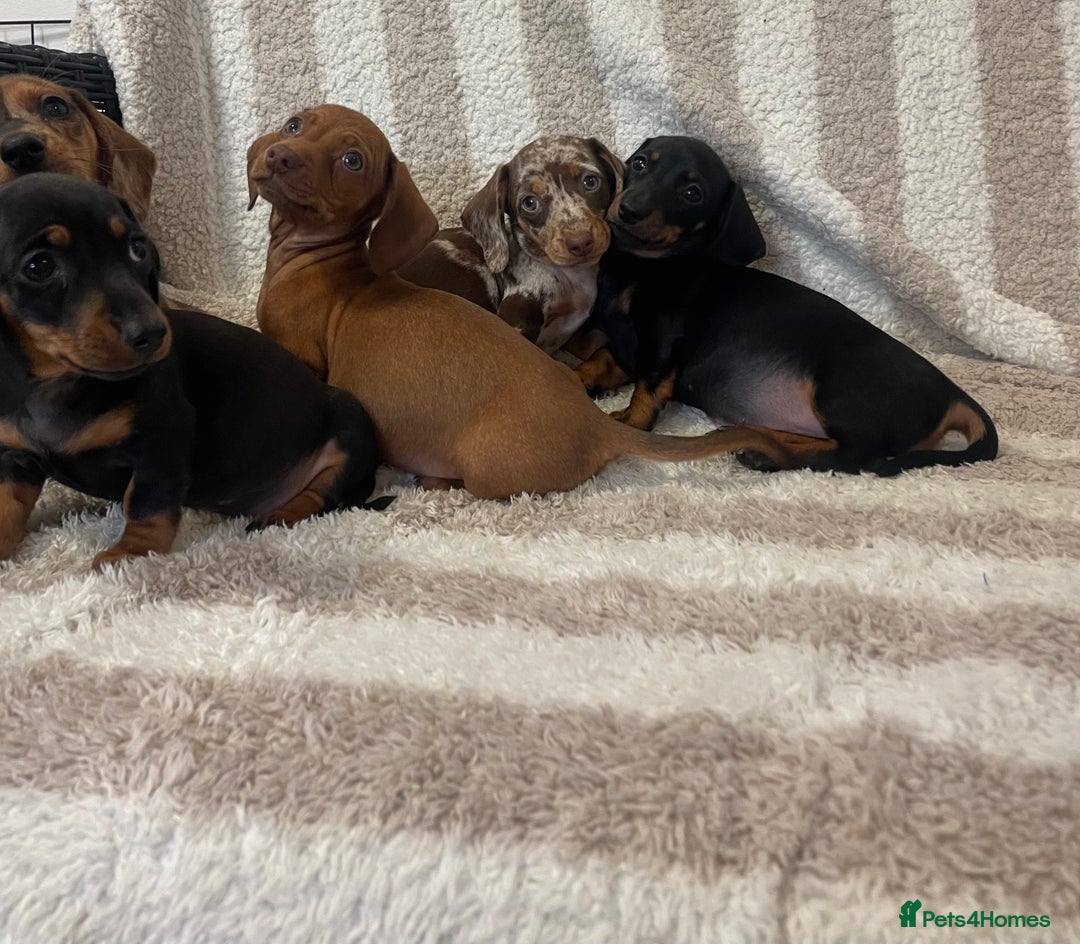 Miniature Dachshund dogs for sale: Beautiful Dachunds ready now  - Image 15
