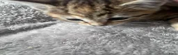 Mixed Breed cats for sale: Stunning Turkish Angora Mix Breed Kittens - Advert 8