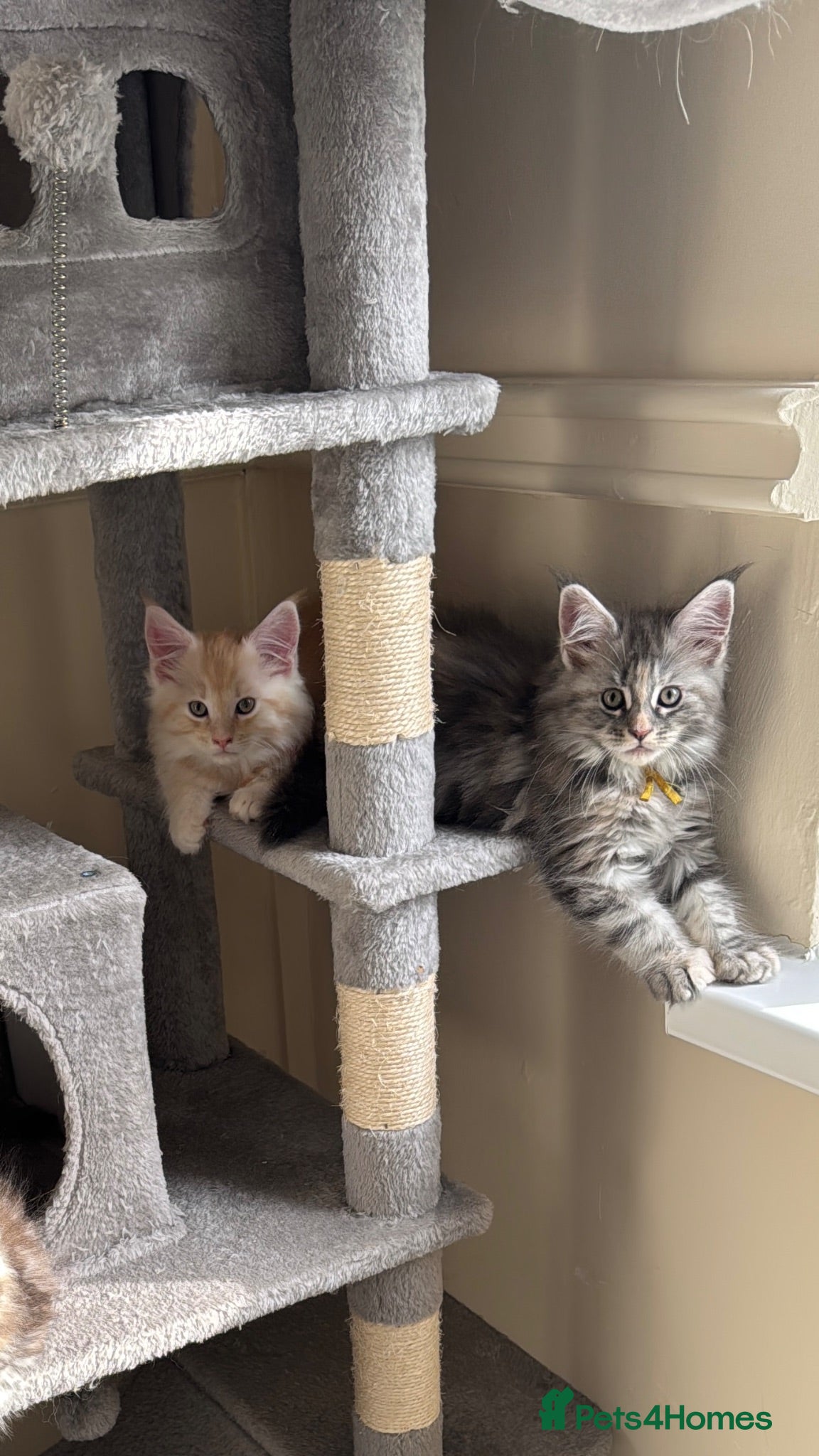 Maine Coon cats Pure mainecoon kittens DNA health tested parents.  - Advert 9