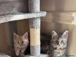 Maine Coon cats Pure mainecoon kittens DNA health tested parents. - Advert 1