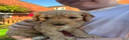Cockapoo dogs for sale: 6 Gorgeous F1 Cockapoo puppies!!  - Advert 17