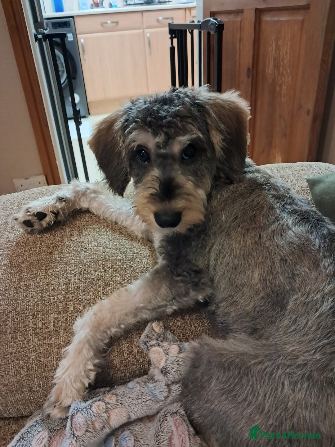 Mixed Breed dogs for sale: Schnoodle  - Advert 3