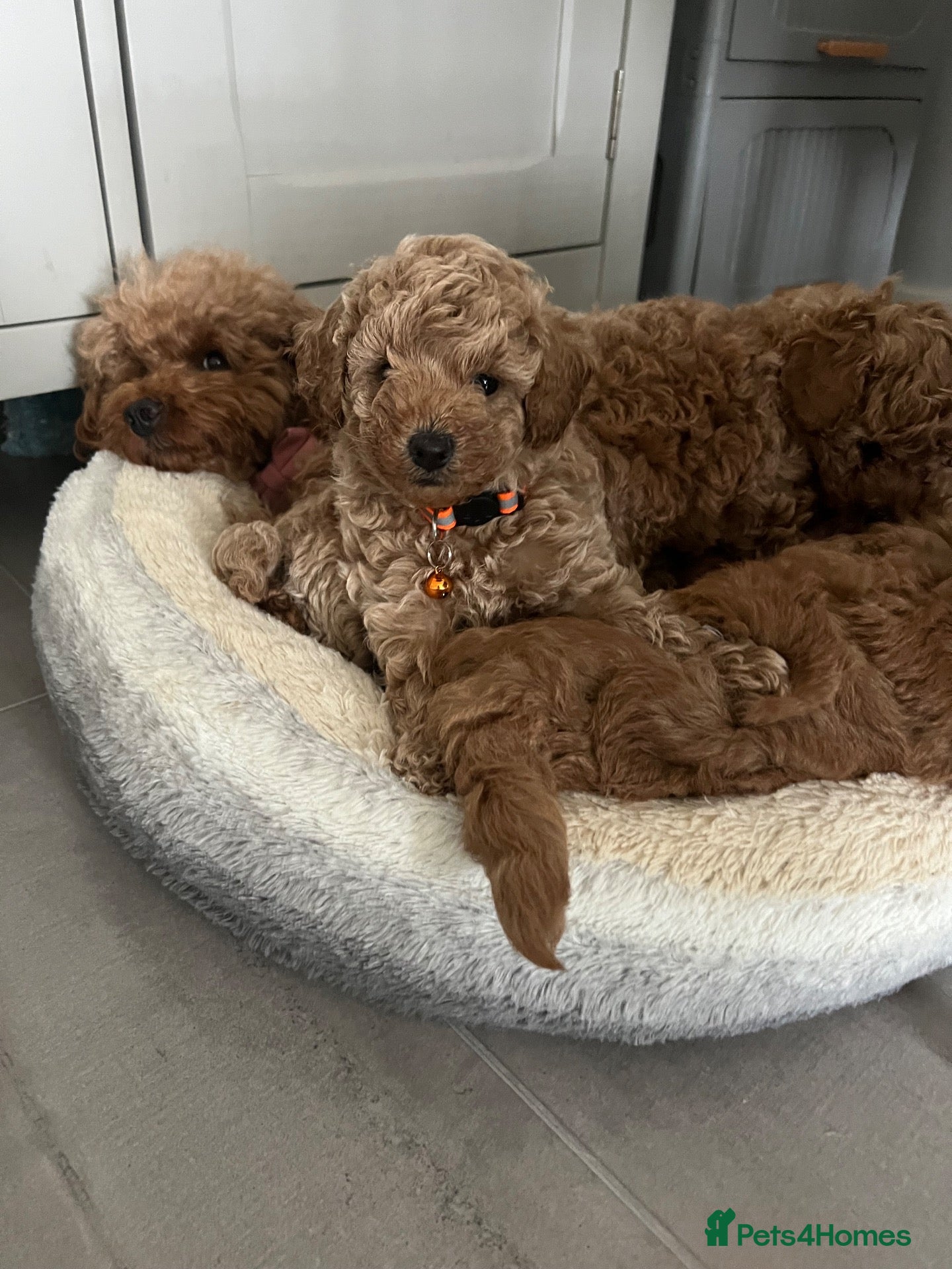 Toy Poodle dogs Gorgeous Toy Poodle Looking for Their Forever Home - Advert 2