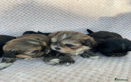 Mixed Breed dogs for sale: Lhasa apso cross shihtzu puppies. - Advert 4