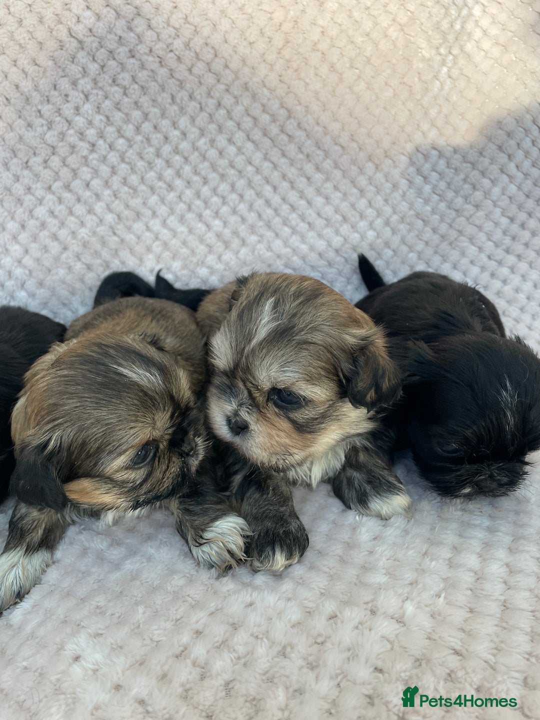 Mixed Breed dogs for sale: Lhasa apso cross shihtzu puppies. - Advert 4