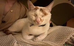 Mixed Breed cats for adoption: HUNK -INTELLIGENT- ALPHA BOY - IN PRIME CONDITION  - Image 1