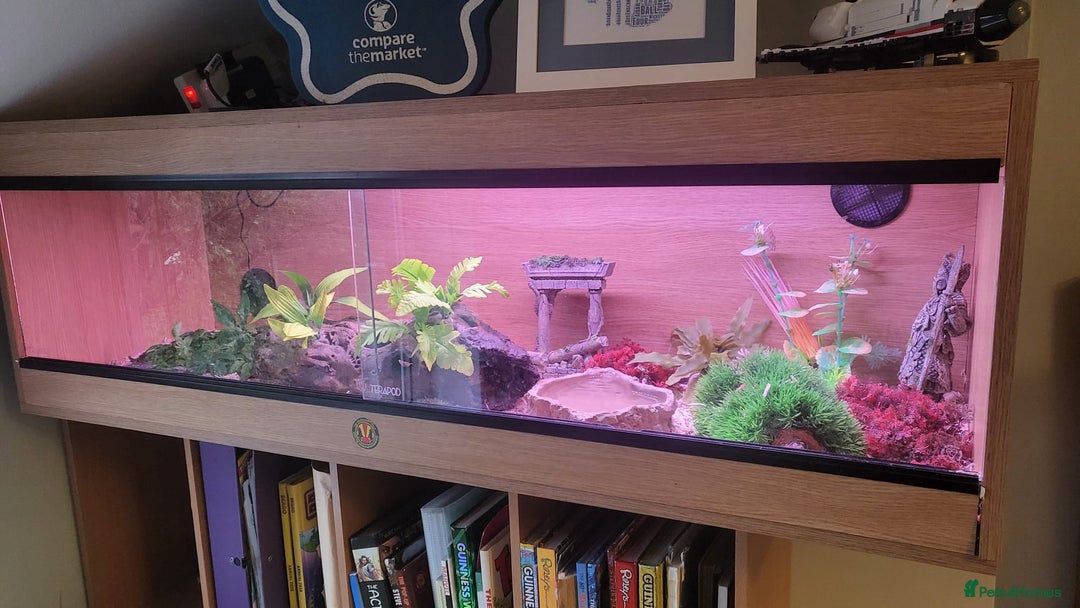 Corn Snake reptiles for sale: Lovely Corn Snake with Vivarium & furnishings - Advert 5