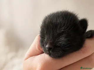 Mixed Breed cats Mixed breed boy ❤️ - Advert 2