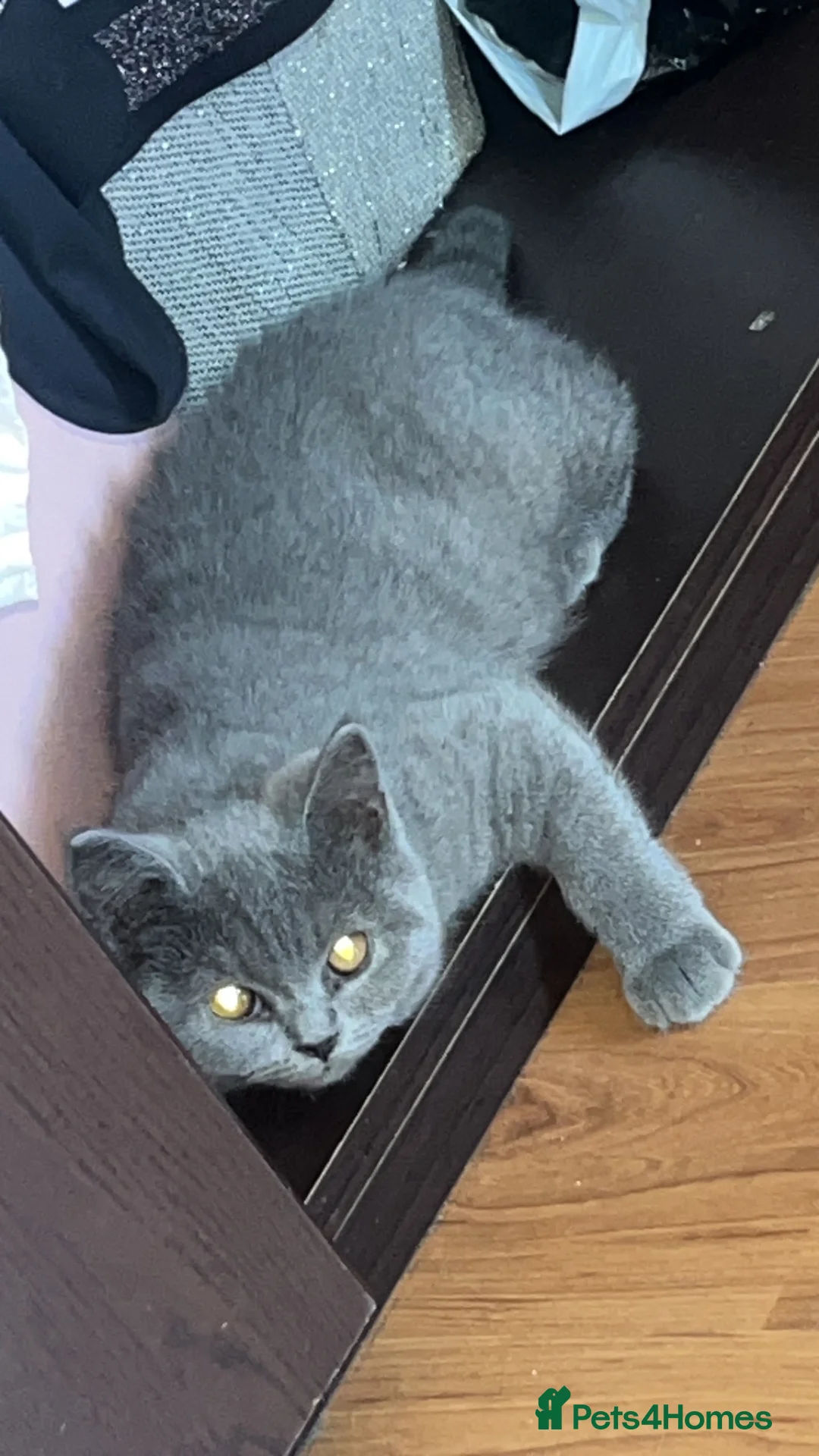British Shorthair cats for sale: 2 last GCCF lovely little kittens looking for home - Advert 1