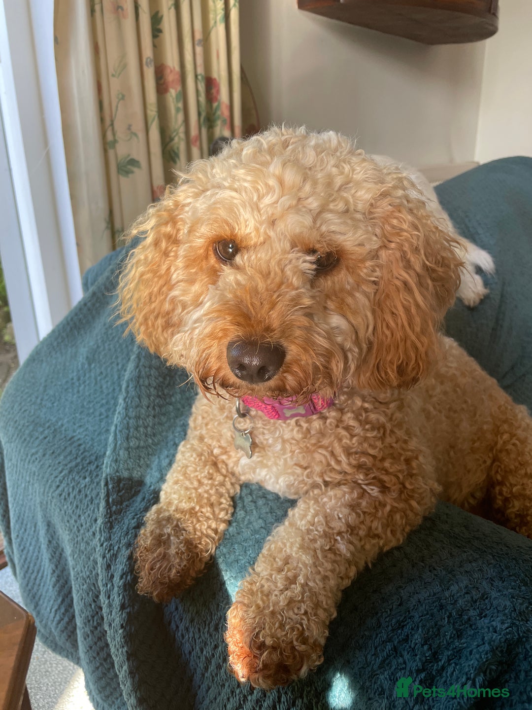 Cavachon dogs for adoption: Cavapoochon - Advert 5