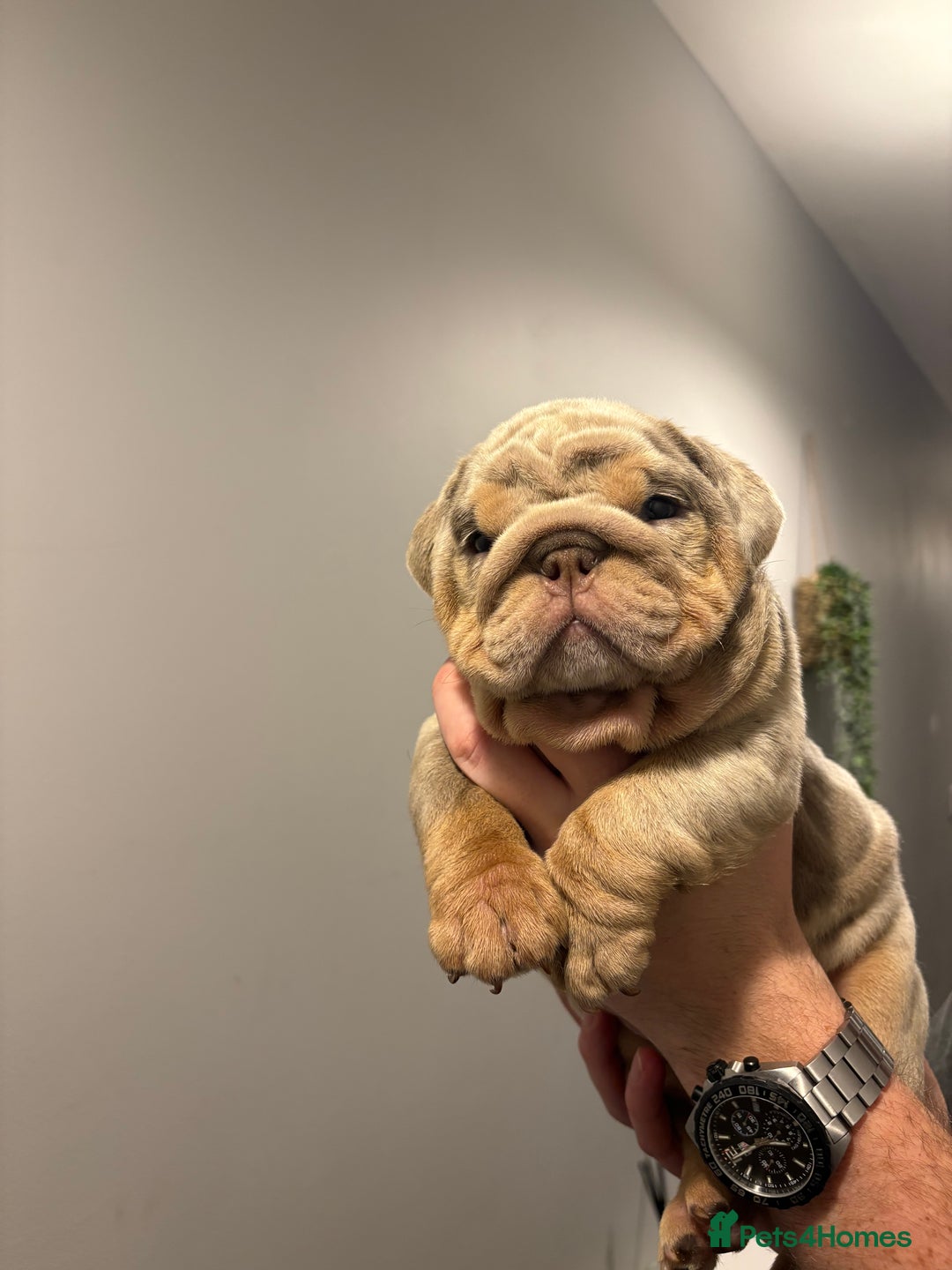English Bulldog dogs for sale: English Bulldog puppies - Posherbulls bloodlines - Advert 13
