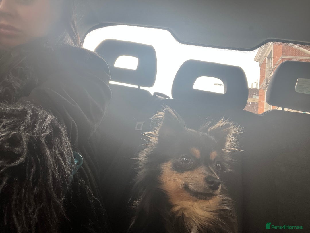 Chihuahua dogs for stud: Stunning Proven Stud - Advert 4