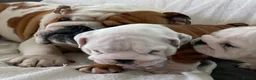 English Bulldog dogs for sale: Three Little Wrinkles Pure Bulldogs, Sweet Hearts - Advert 7
