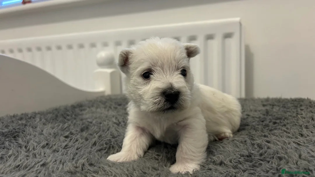 West Highland Terrier dogs for sale: Westies show quality pups ready 6.3.26 - Advert 1
