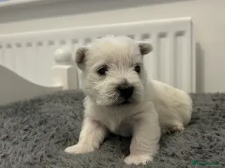 West Highland Terrier dogs Westies show quality pups ready 6.3.26 - Advert 14
