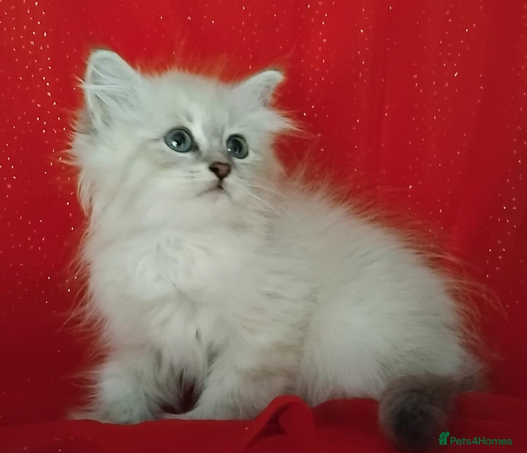 Siberian cats for sale: Siberian kittens for sale  - Image 6