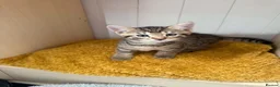 Mixed Breed cats for sale: 4 beautiful bengal mix kitten - Advert 9