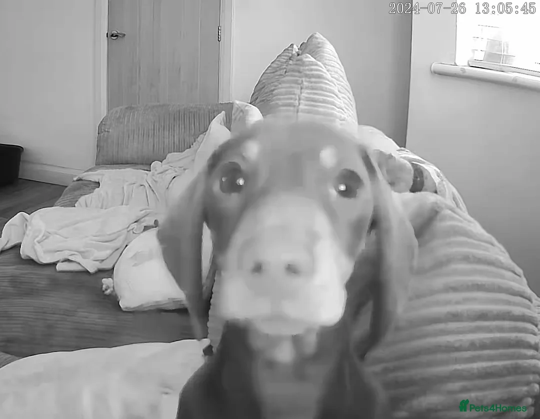 Miniature Dachshund dogs for stud: Stud Available  - Advert 7