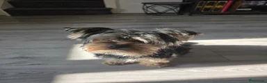 Yorkshire Terrier 1
