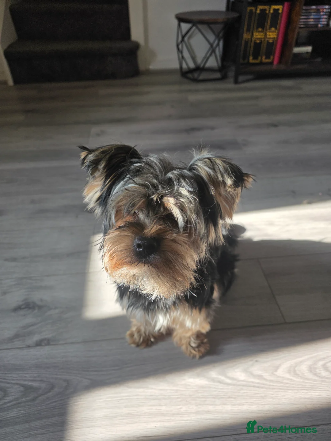 Yorkshire Terrier dogs for sale: Bear. - Advert 2